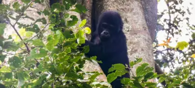 Parco nazionale di Bwindi Impenetrabile