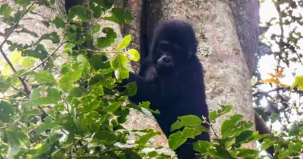 Parco nazionale di Bwindi Impenetrabile