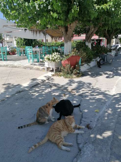 Katzen in Ormos