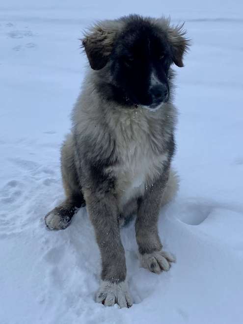 Perro de nieve