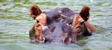 The most beautiful national parks of Uganda