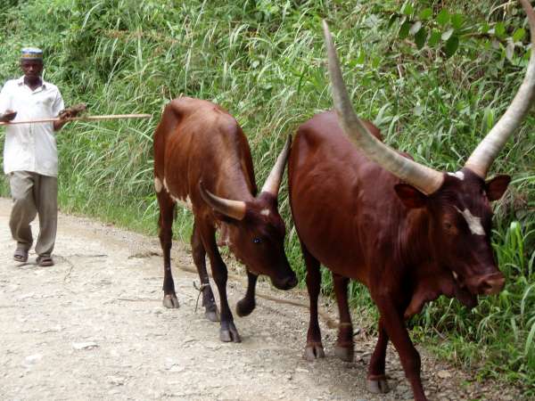 Gado com chifres africanos Watusi