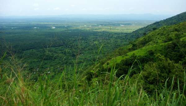 Vista da floresta de várzea