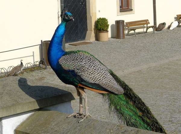 Pavão castelo