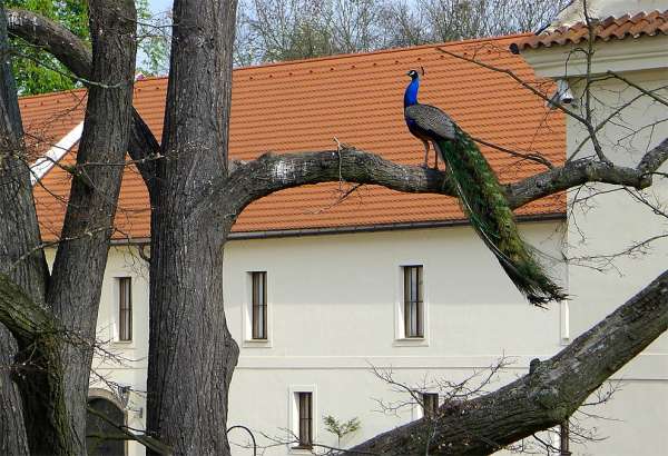Peacock as a flier
