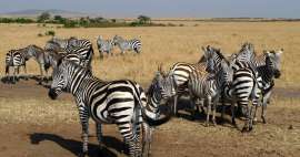 Najkrajšie safari v Tanzánii