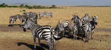 坦桑尼亚最美丽的野生动物园