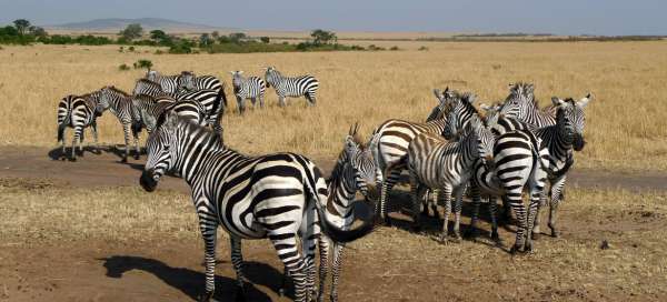 Nejkrásnější safari v Tanzánii: Počasí a sezóna