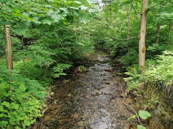 Straße entlang des Silver Creek