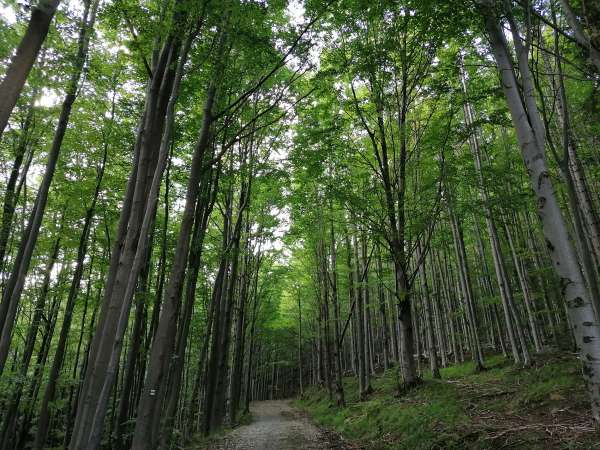 Výstup bukovým lesem