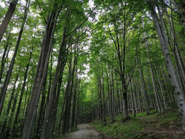 Ascension à travers la forêt de hêtres