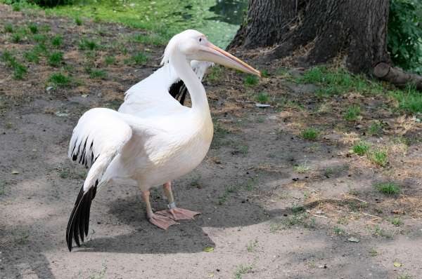 Zoologická záhrada v Hoyerswerda