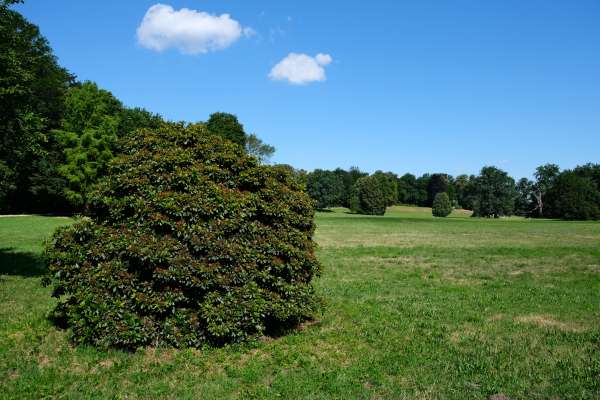 Parco all'inglese nei dintorni del castello