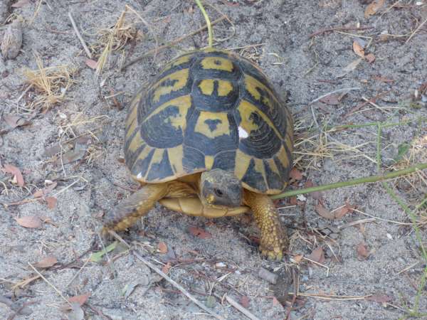 Tortues