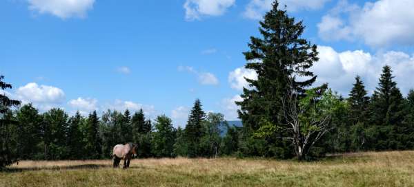 Randonnée Svoboda nad Úpou - Rychory