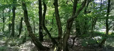 Escursione attraverso Dvorský les