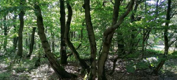 Wandern Sie durch Dvorský les: Unterkünfte