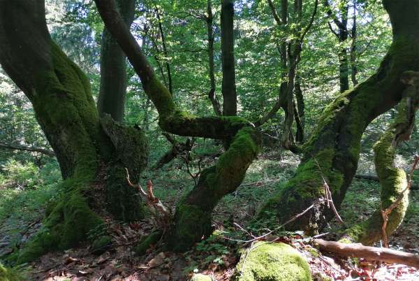 Crooked beeches in Dvorský les