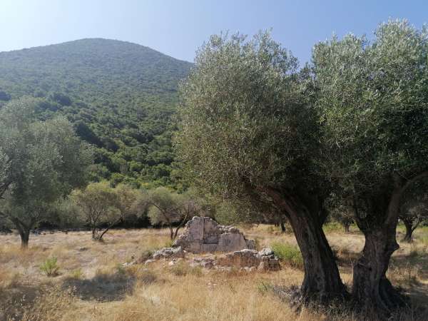 Старые оливковые деревья