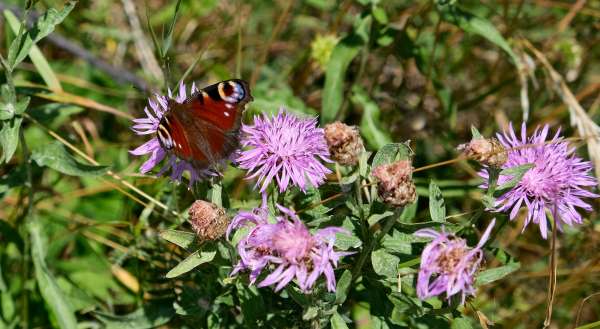 Prati estivi in fiore nei Monti dei Giganti