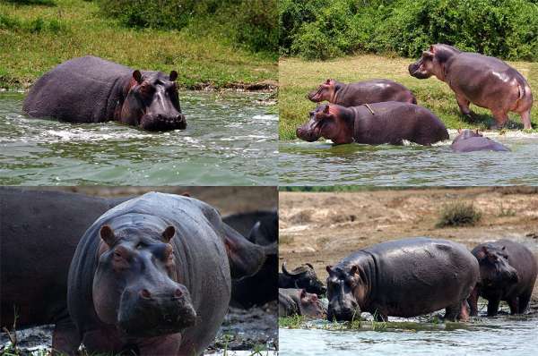 Hippo paradise