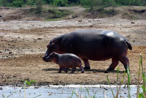 Hippopotamus with calf