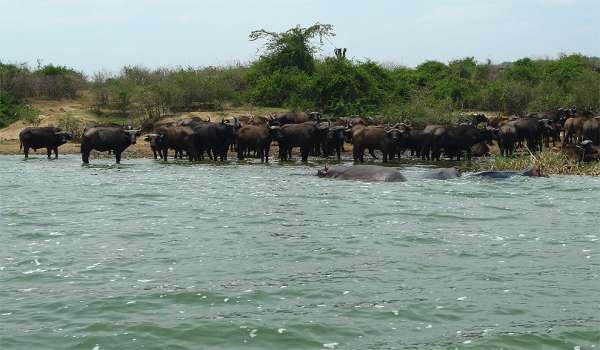 Herds of buffaloes