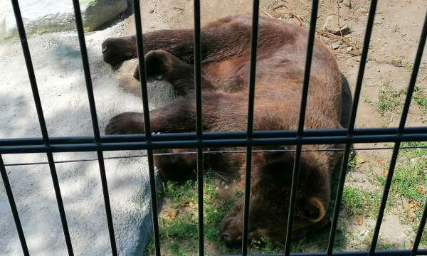 Course du gros ours