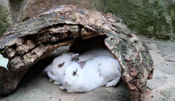 Pabellón de conejos