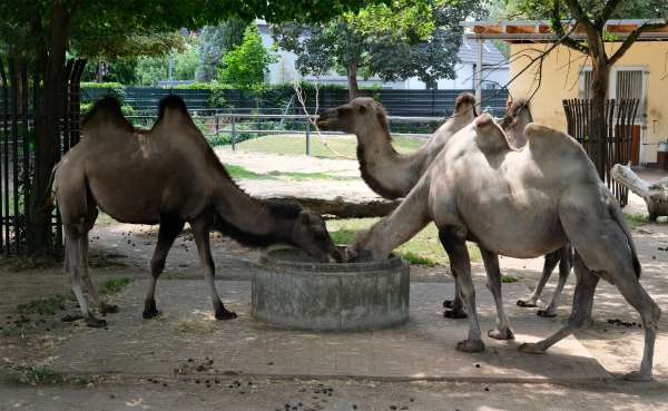 Kamelen en lama's