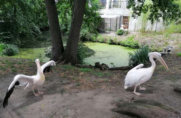 Pelicanos no castelo