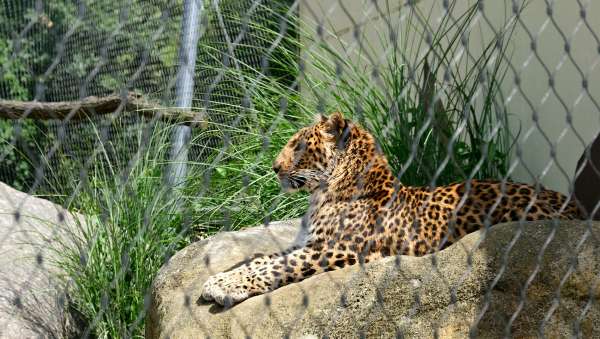 Beesten in de dierentuin