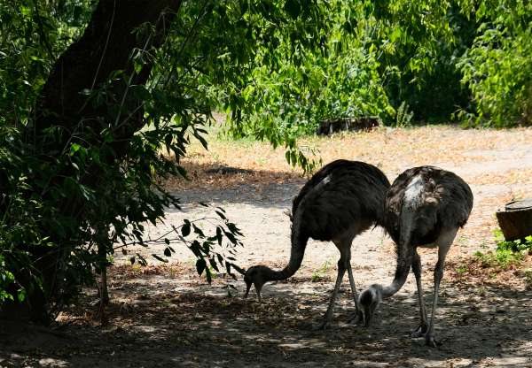 Ostrich paddock