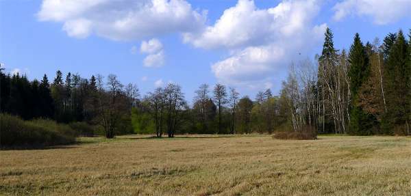 Łąki w pobliżu Schwarzwaldu
