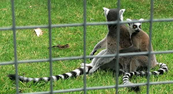 Lemurs