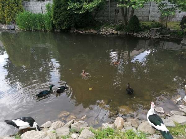 Un étang avec des canards