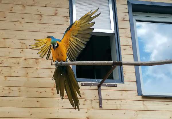 Macaw parrot