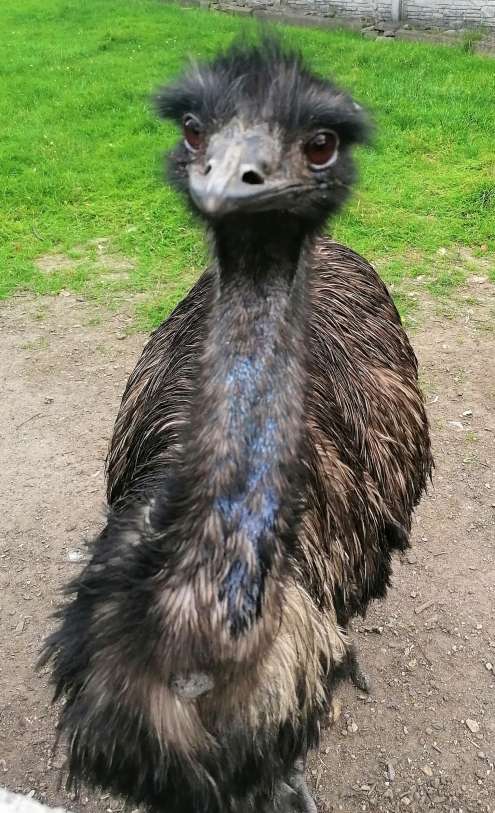 Emú avestruz