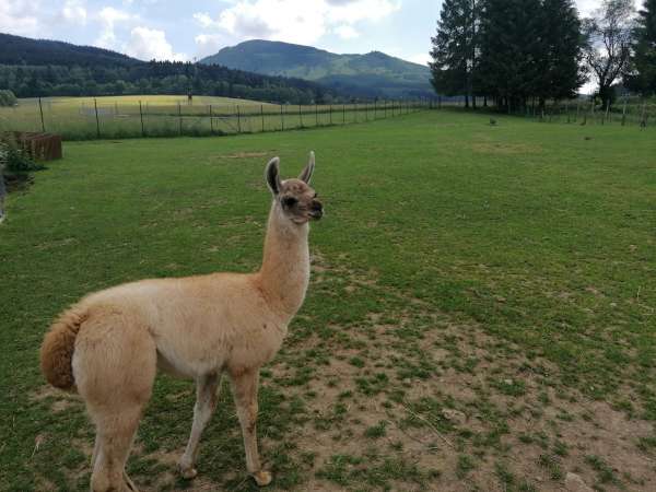 Lamas et poneys