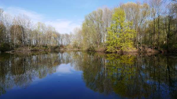 A pond in the middle of a forest