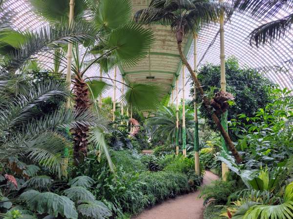 Plantas tropicais e subtropicais