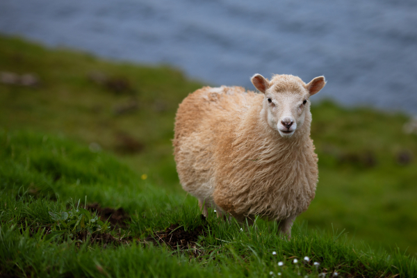 Die Schafe