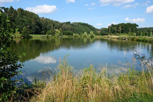 池塘周围如画的风景