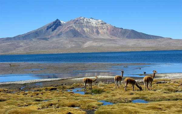 Lhamas e o vulcão fronteiriço Cerro Quisiquisini