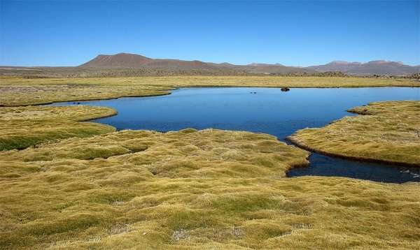 Bofedales Parinacota