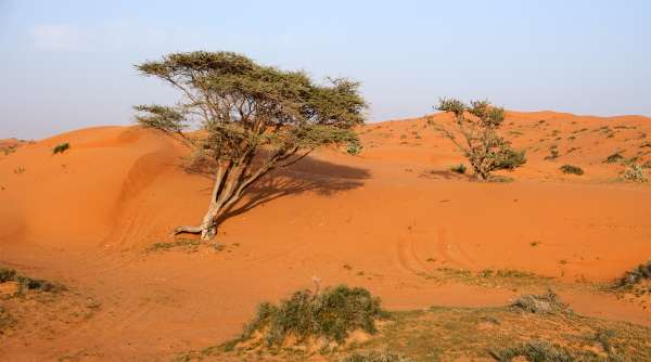 Scarce desert vegetation