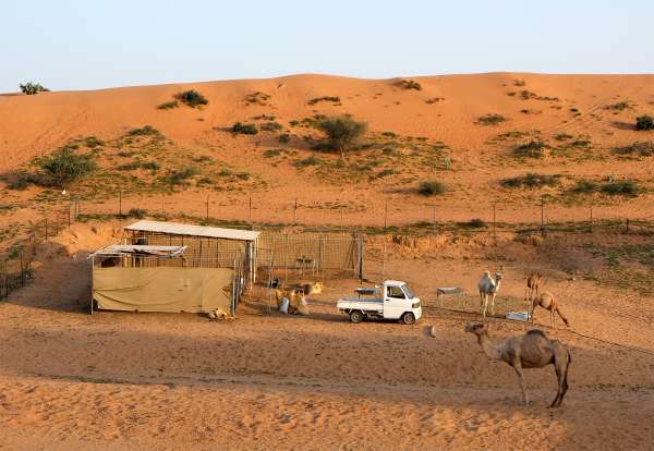 Camel farms