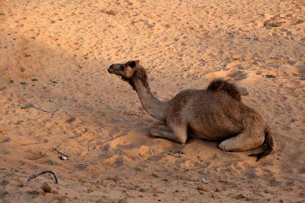 Camelo no deserto