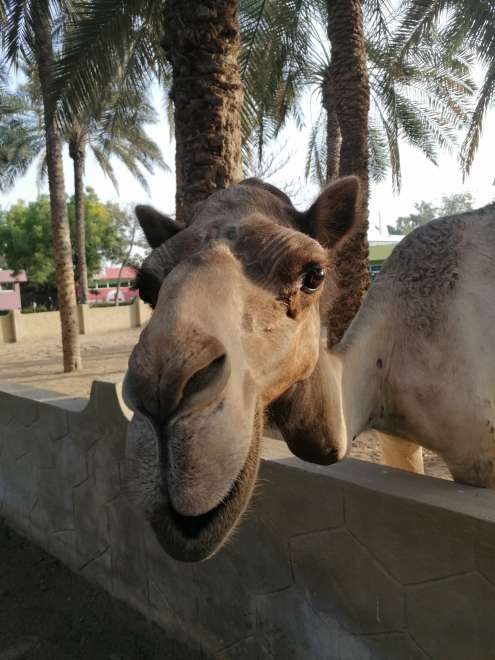 Zoológico de Koutek