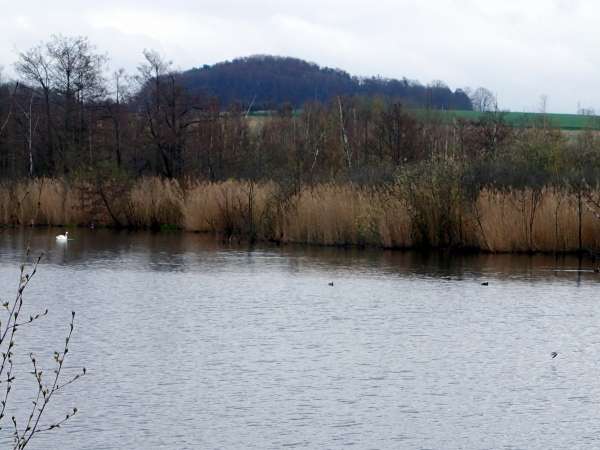 Blick auf die Insel im Reservat vom Ufer des Teiches